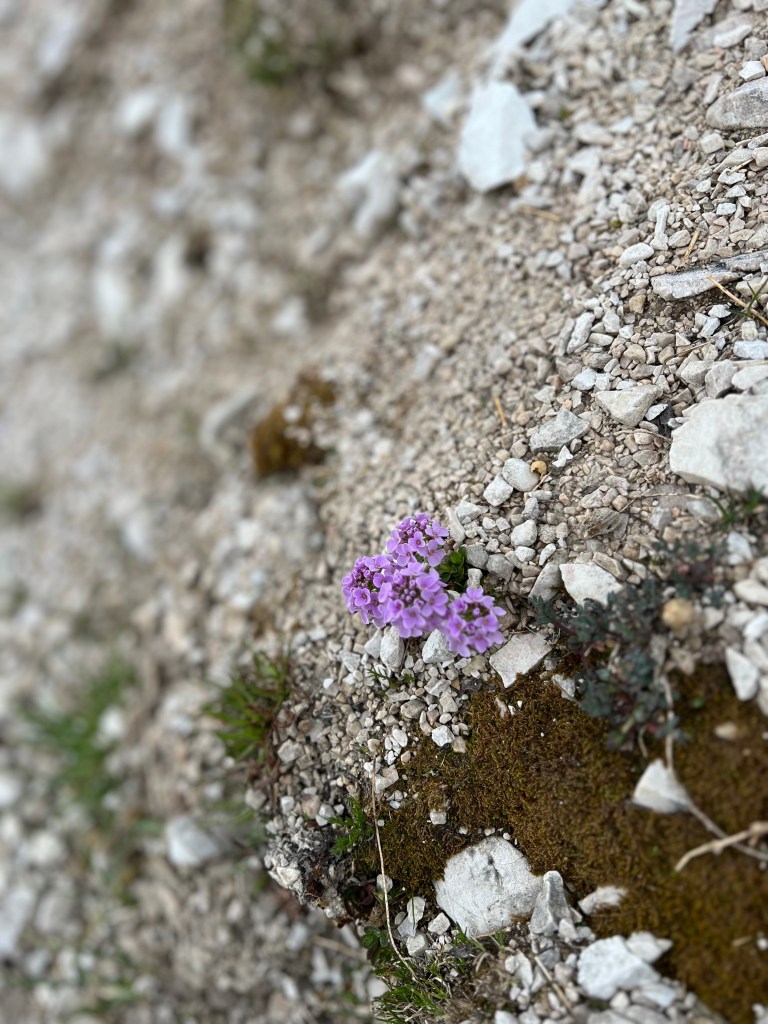 Summer wildflowers in the Italian Dolomites - photograph by Sakine Gulec