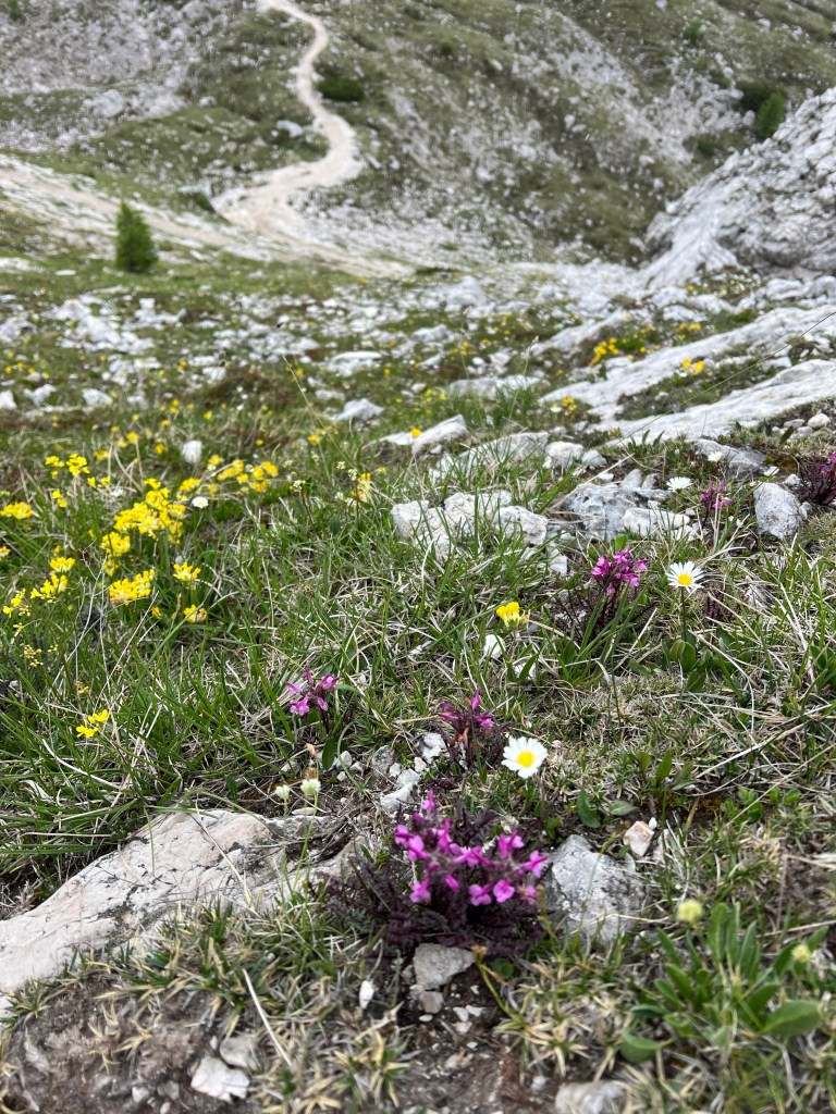Wildflower photography by Sakine Gulec in the Italian Dolomites