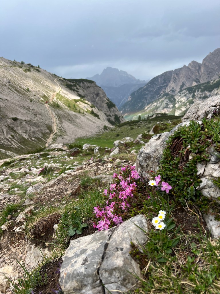 Alpine wildflowers in the Dolomites, Italy - nature photography by Sakine Gulec