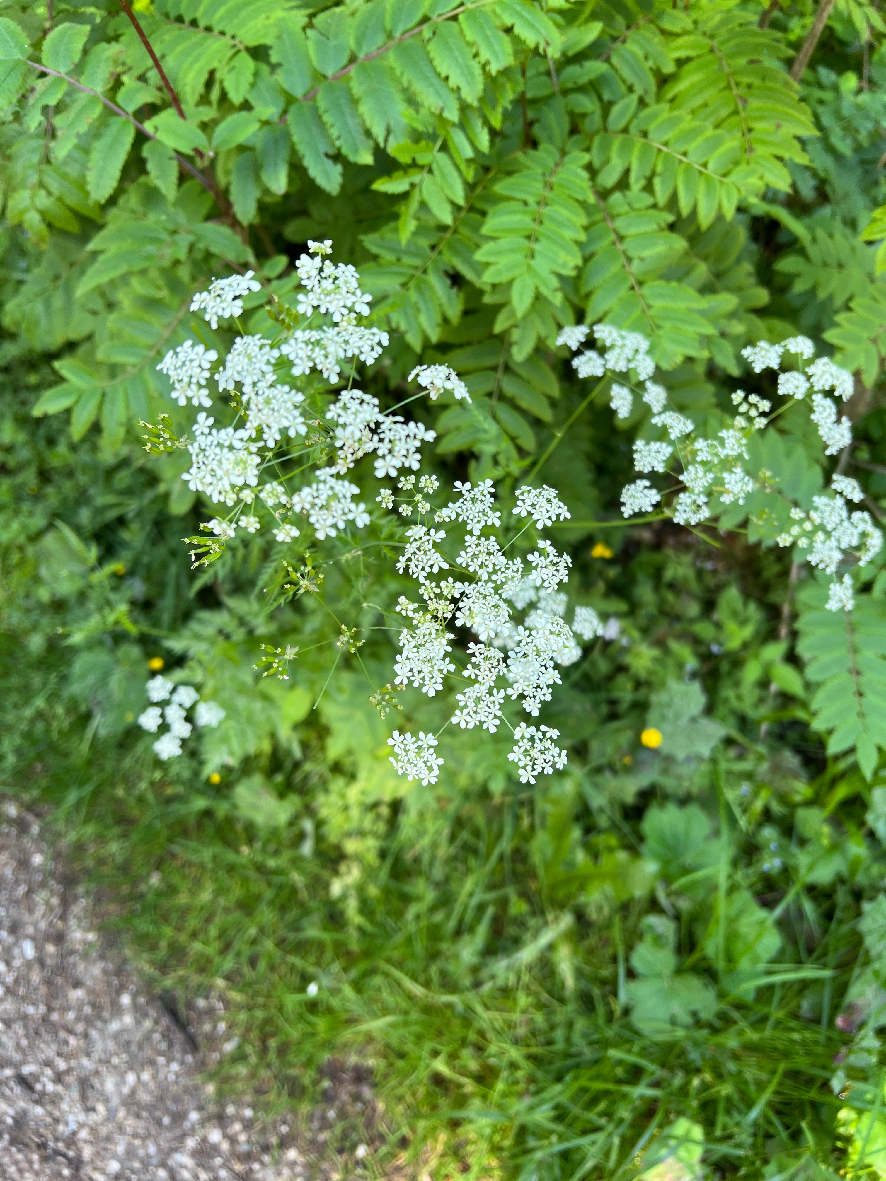 sakine gulec dolomites pics