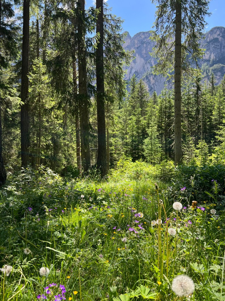 Wildflower field beneath the Dolomite peaks - photo by Sakine Gulec